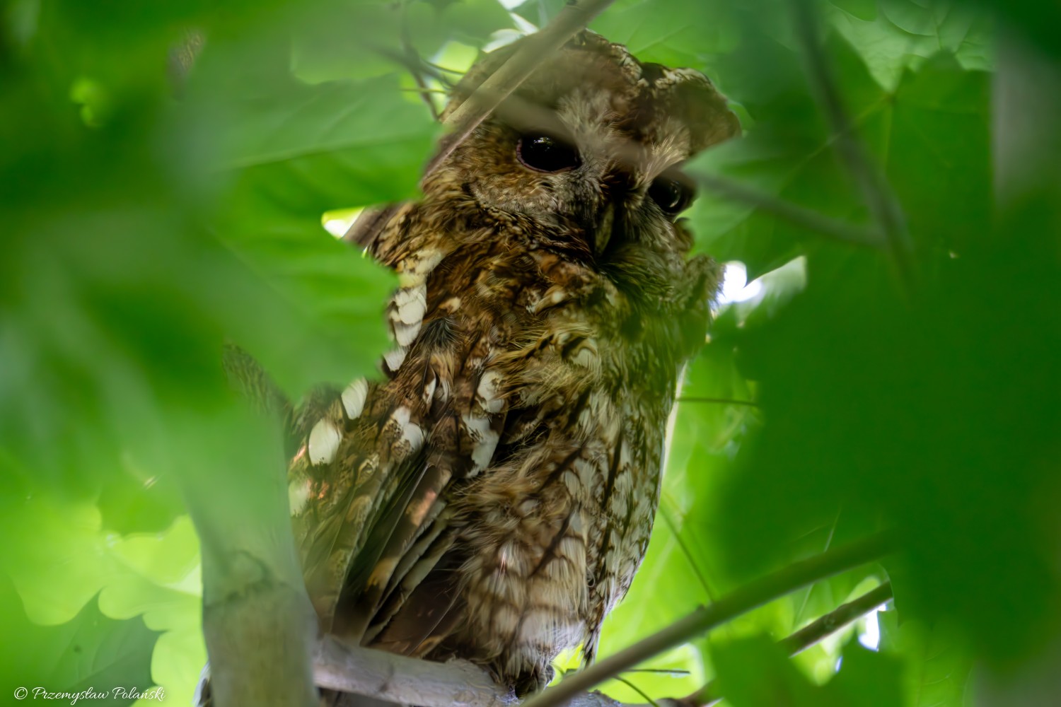 livebirdspoland_ad1e47b455c89006b8085aa9a8cec5ab.jpg