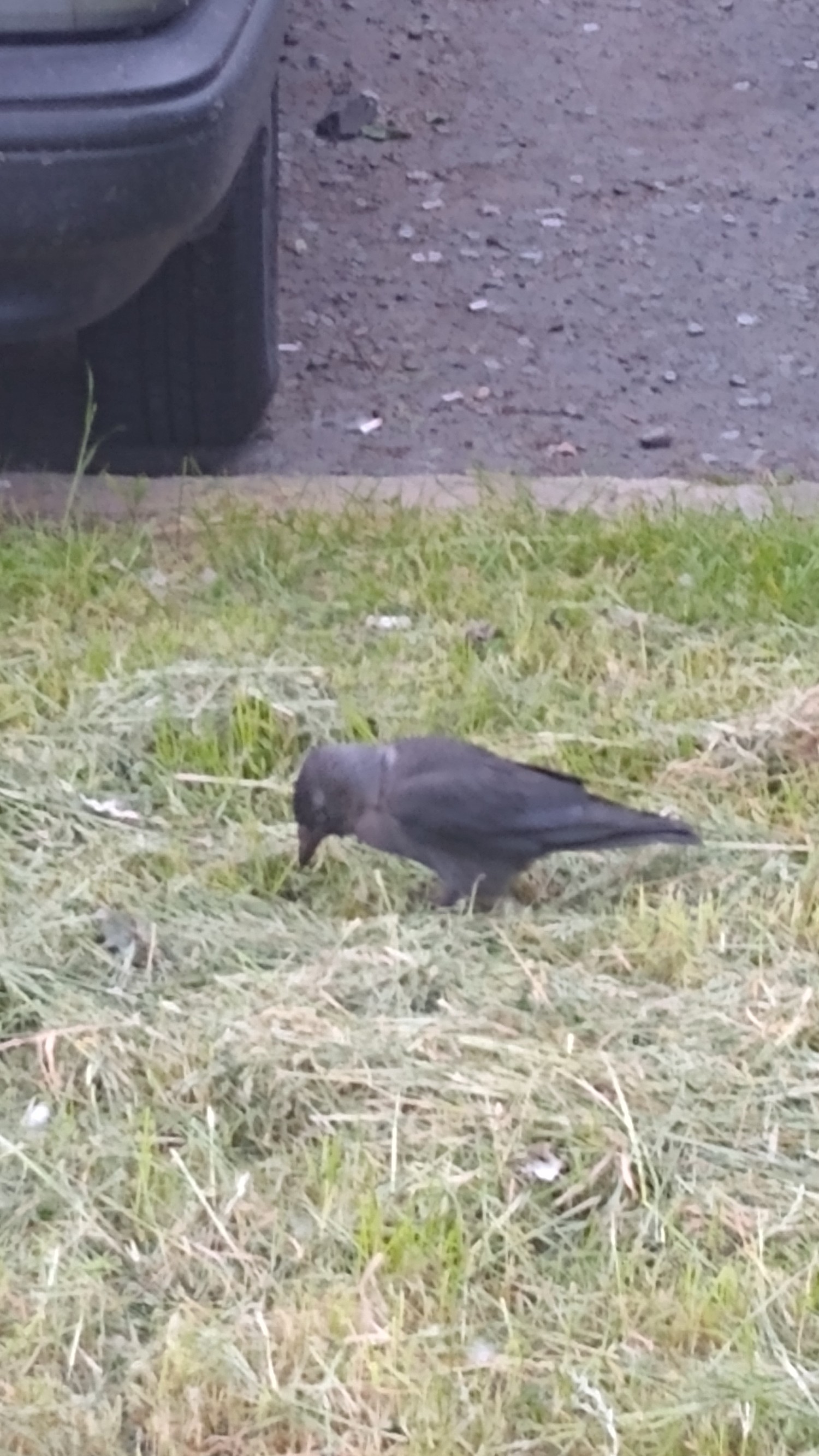 livebirdspoland_b6b19e513f869843a75fad3787f61f9a.jpg