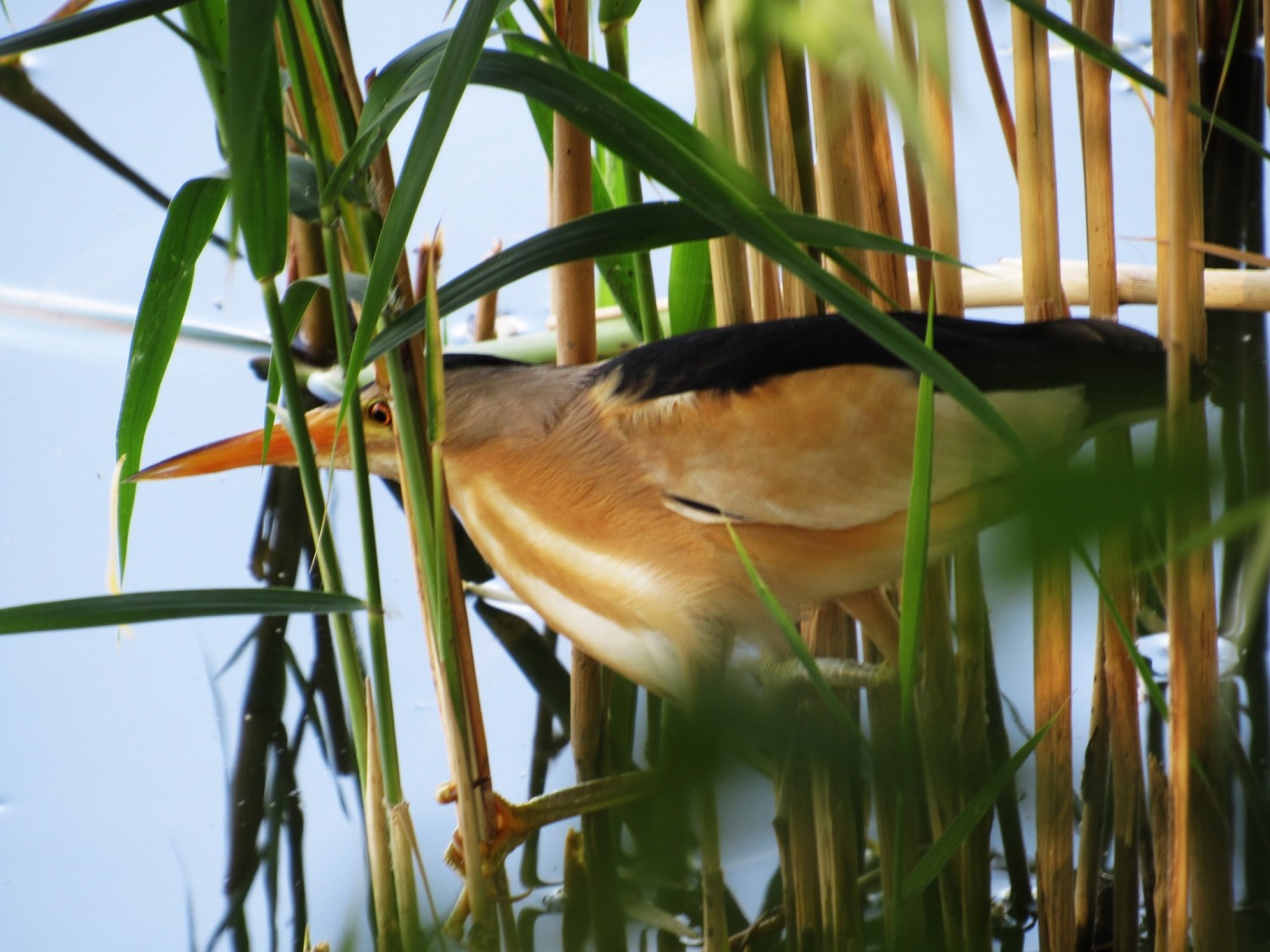 livebirdspoland_550d5056be3268bd49333d24c8270625.jpg