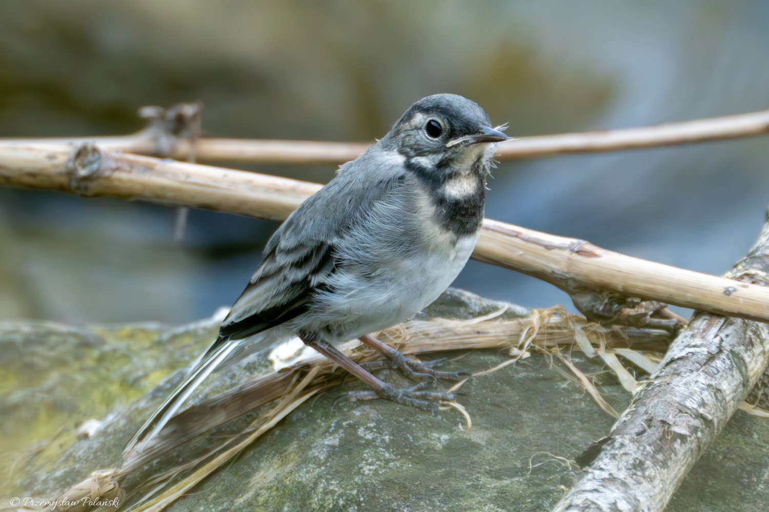 livebirdspoland_98316253b704eab24c7155ff25379497.jpg