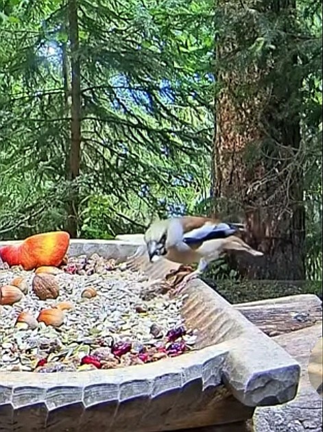 livebirdspoland_76b9bac9e3b0776da012ac7c008e906d.jpg