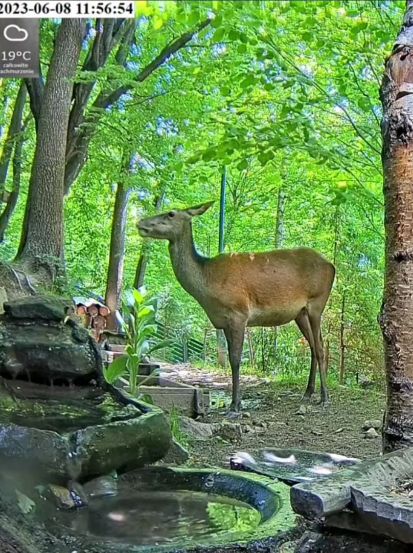 livebirdspoland_8e8fe282b03f848a85b81761f467f22f.jpg