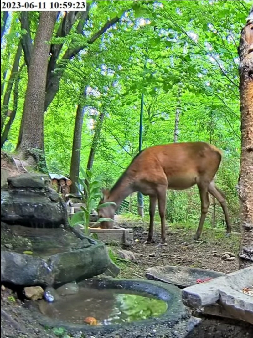 livebirdspoland_59705afeb29066274f2cd2c5ddf47a8d.jpg