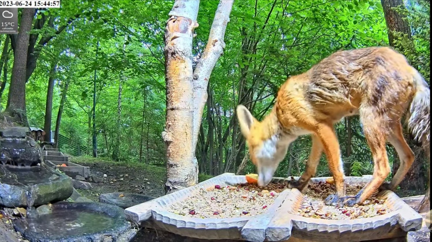 livebirdspoland_b1b4707f1e10e52731c8b2288c753714.jpg