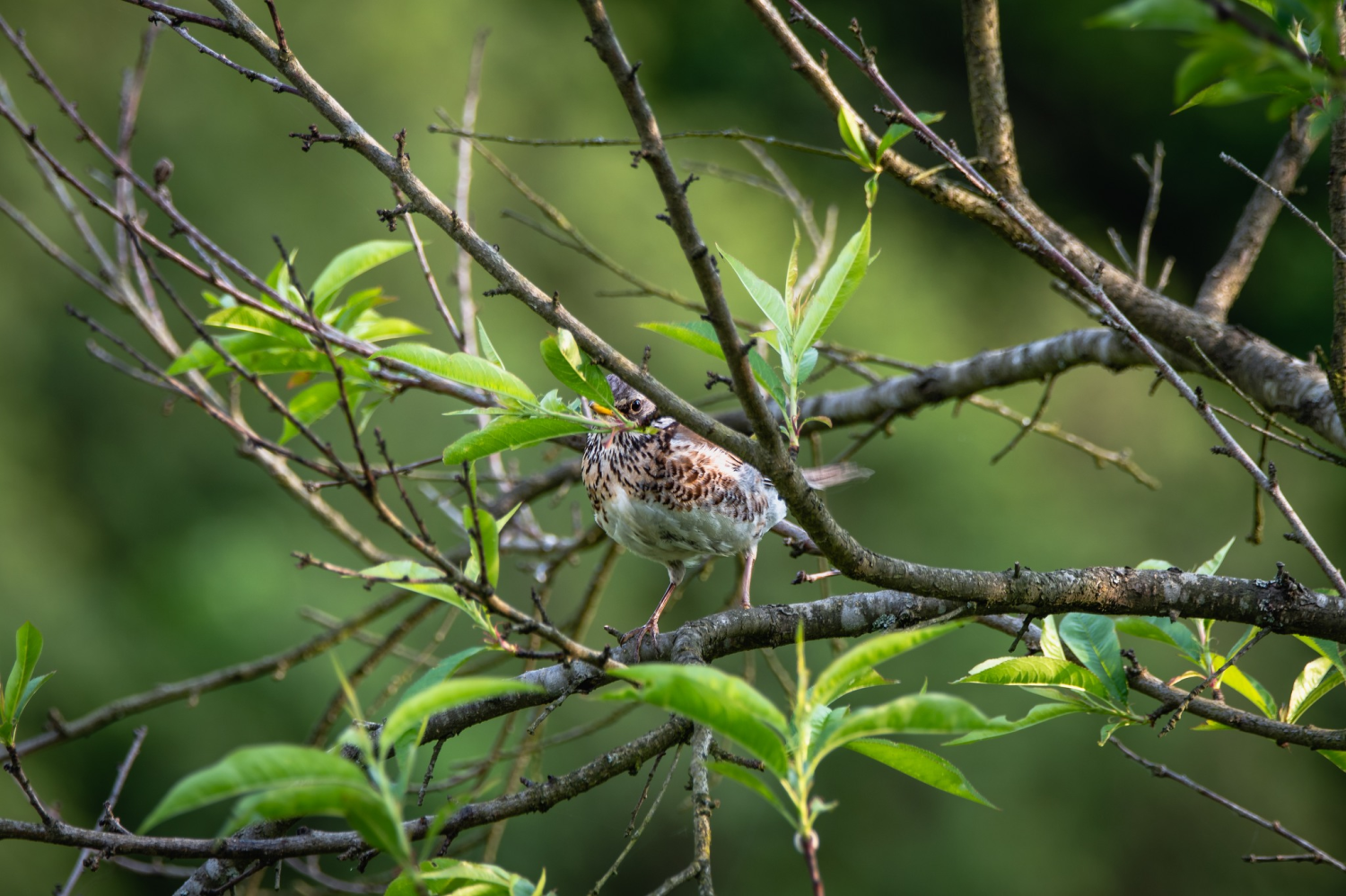 livebirdspoland_1fdf979f7b52defc2acee807819350ff.png