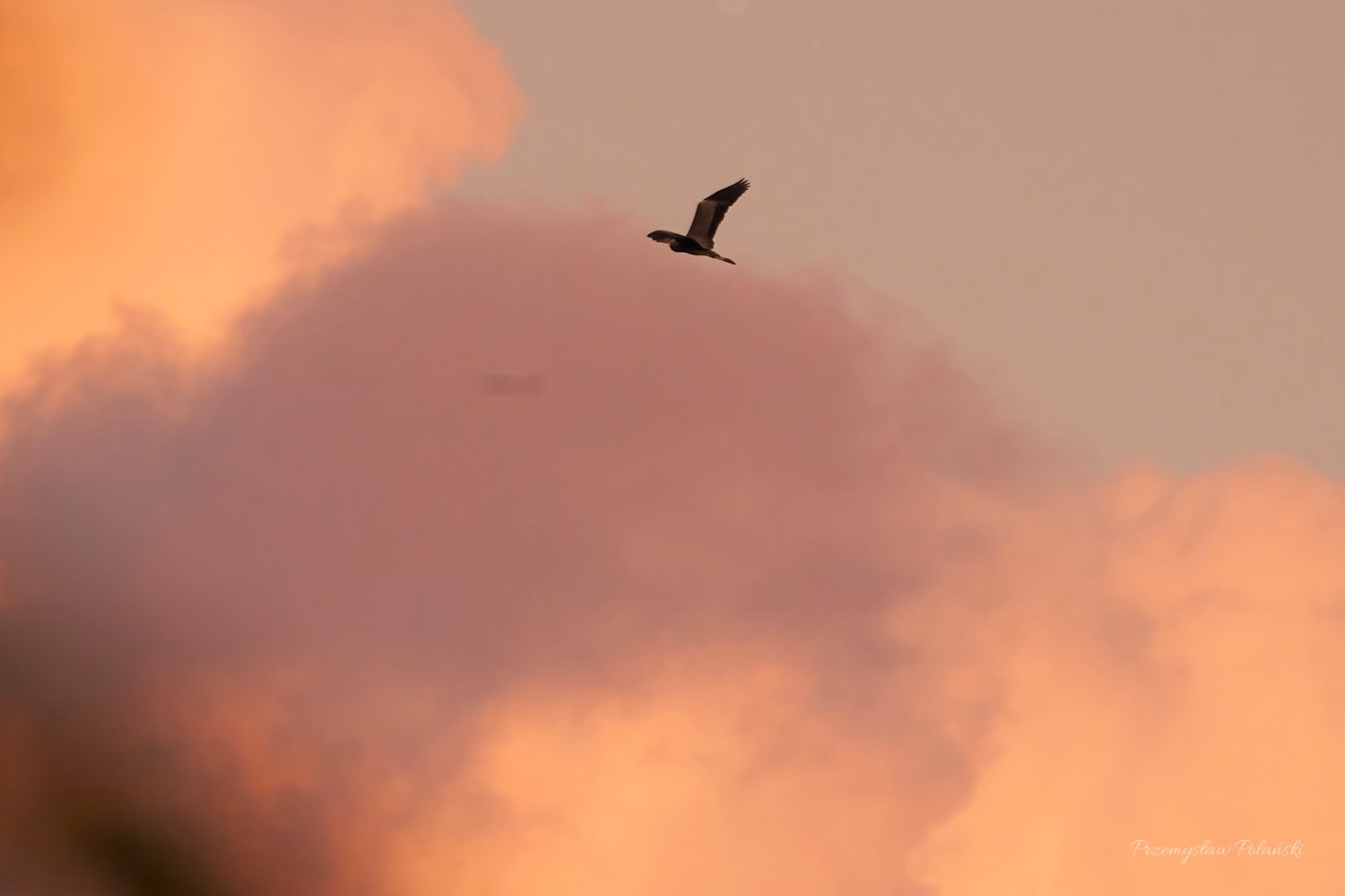 livebirdspoland_a68ef3057276e8f790e59dbadbec20e9.jpg