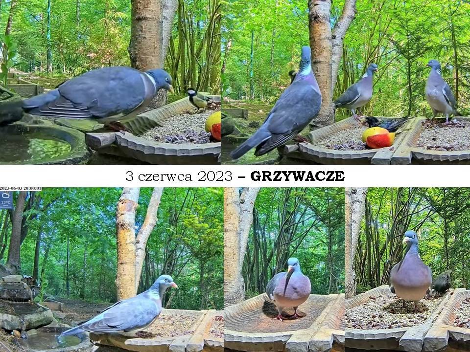 livebirdspoland_59201cf28345588c7f848b69f1e1dd44.jpg