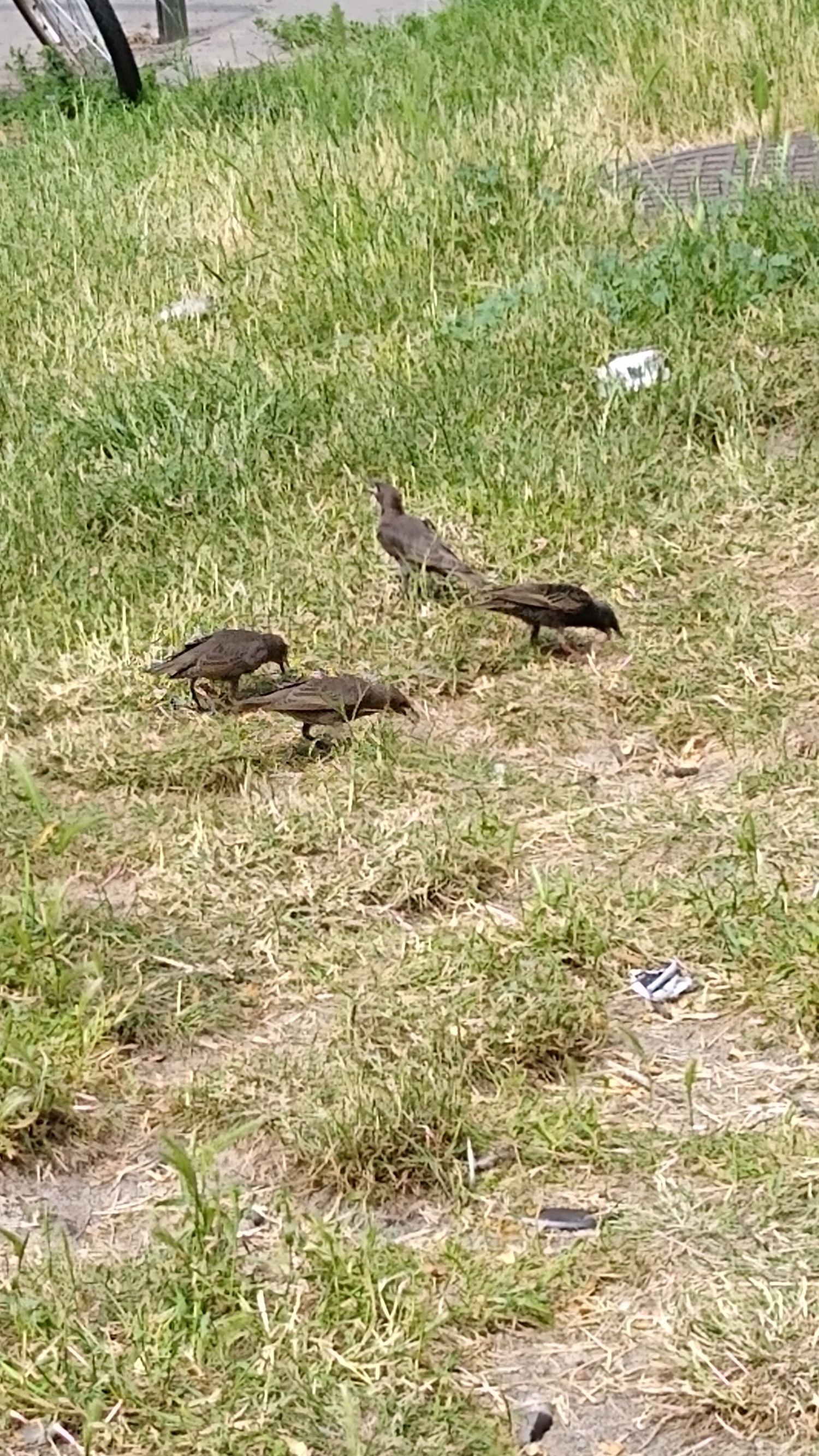 livebirdspoland_8c49be34ffb3ef81ba985dea6688f680.jpg