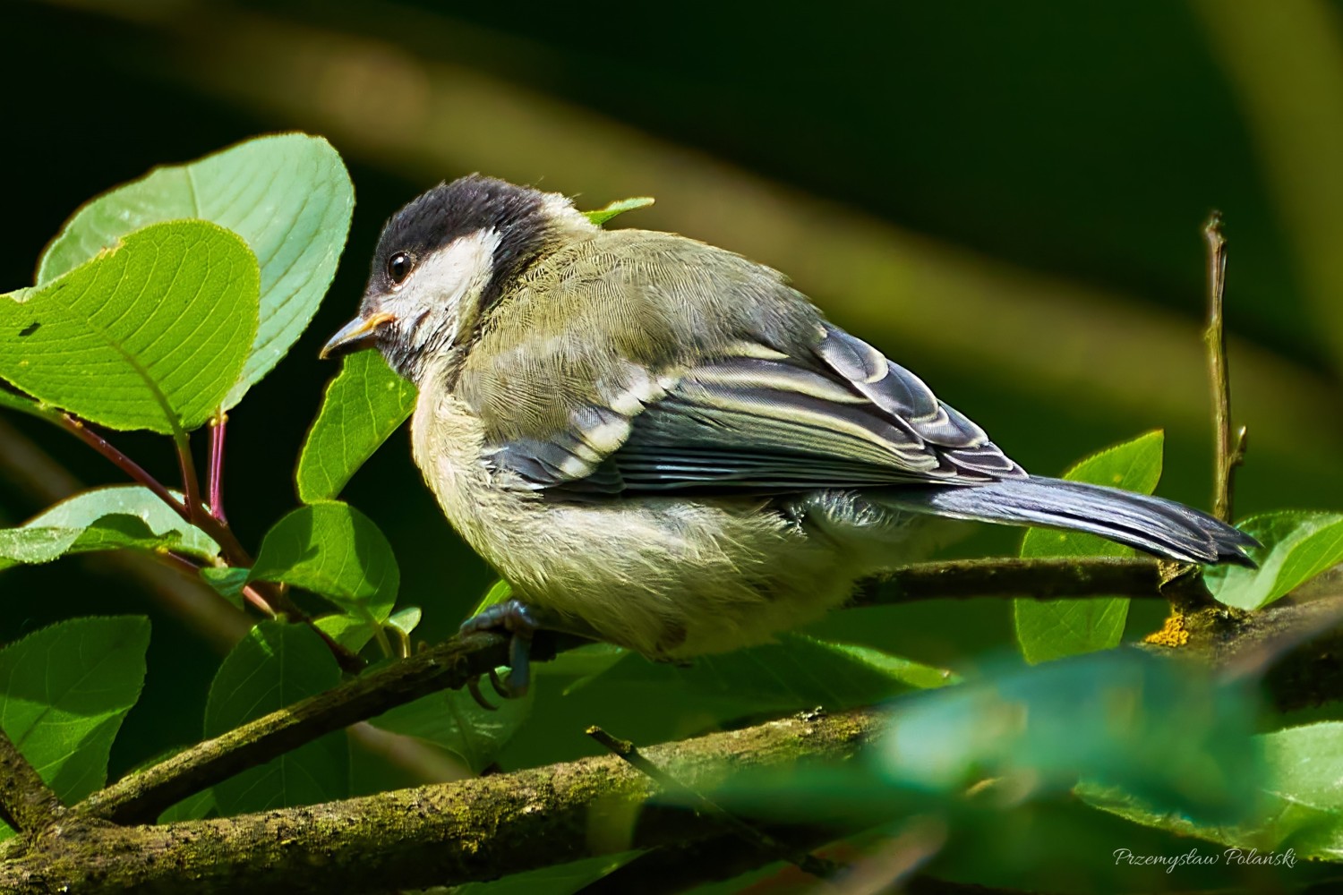 livebirdspoland_9872752dedd1cda76a7a0aed5ed82f22.jpg