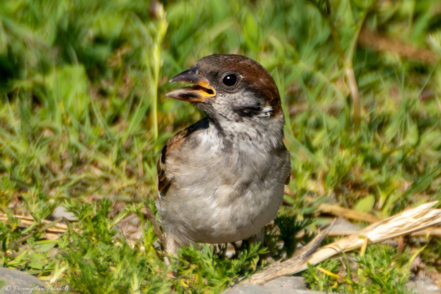 livebirdspoland_d4d36e6cc4ea7484fc7889cf5e10122e.jpg