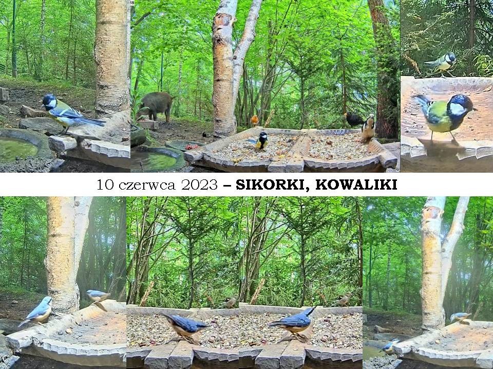 livebirdspoland_97d38c9601ee3239653246ee280ac8c3.jpg