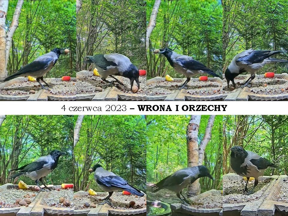 livebirdspoland_a8d40a644222d69dbc88c50469ab595d.jpg