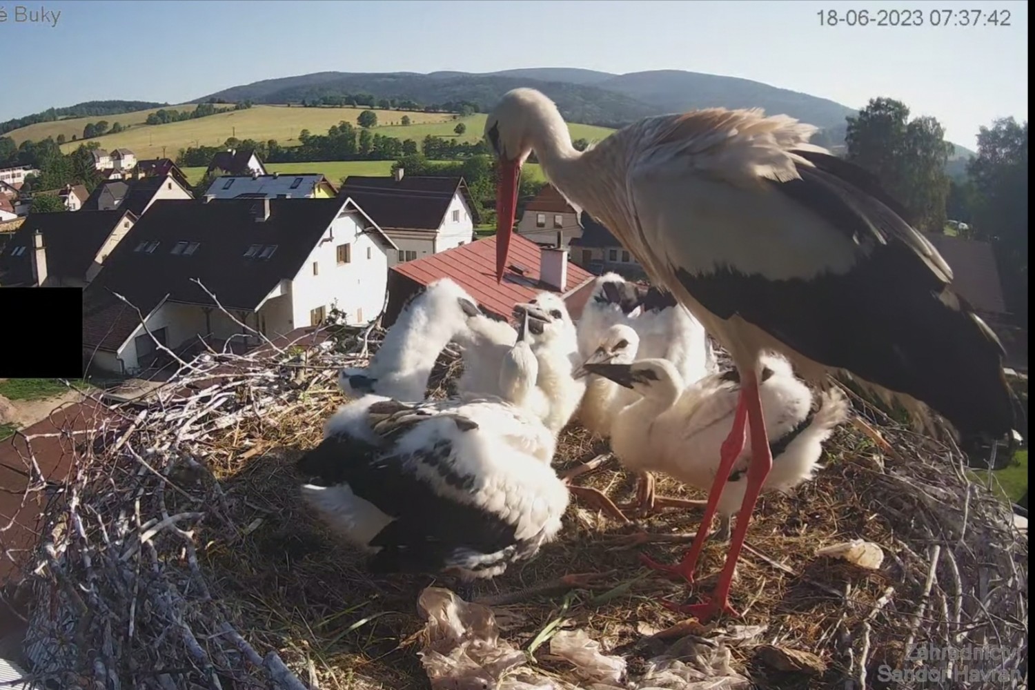 livebirdspoland_b4ade4c5d03a7d13b8e3158e2fd20f8e.jpg