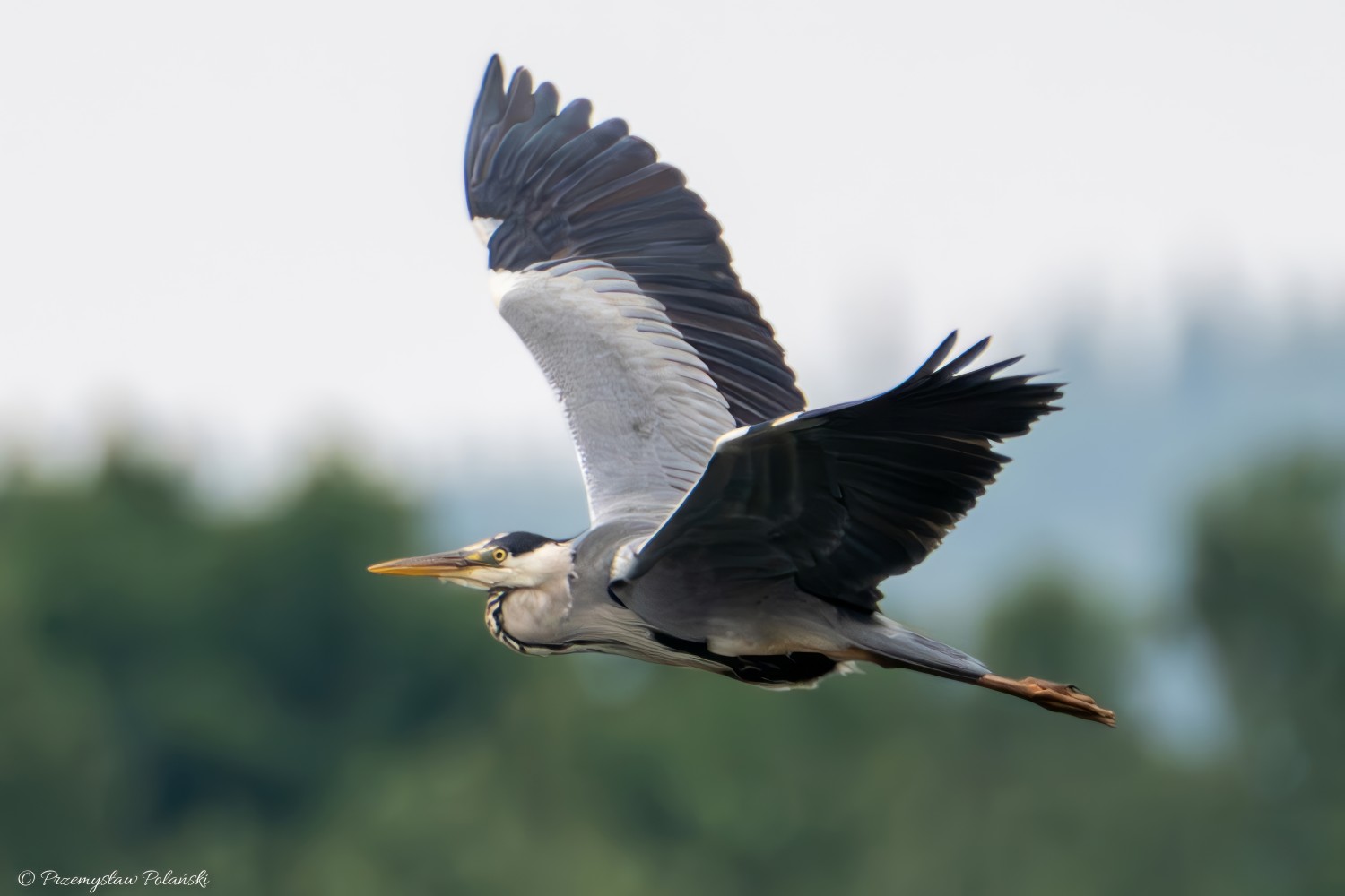 livebirdspoland_2d226958ccc0a3698ff6dbf7fc5277a2.jpg