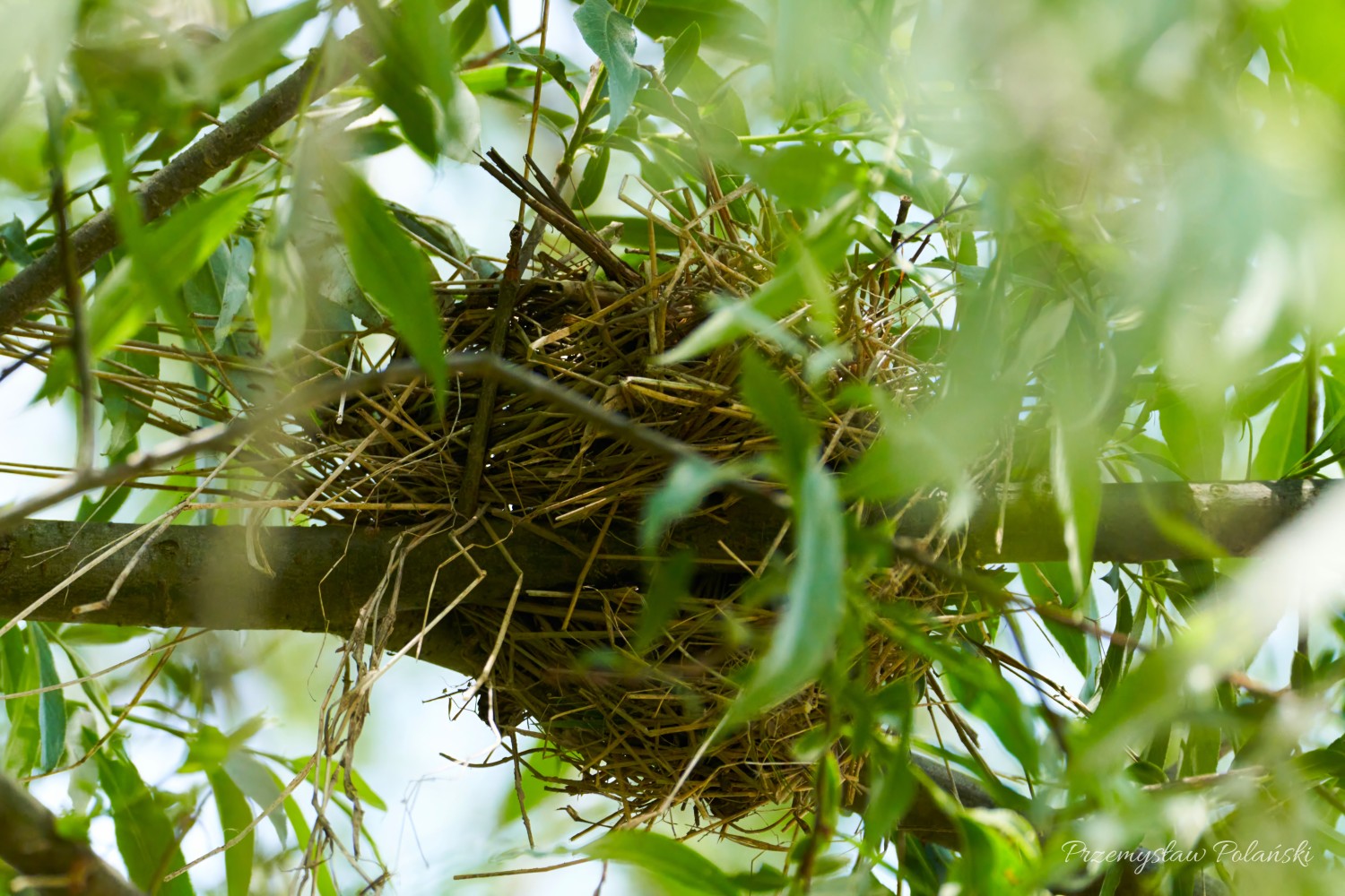 livebirdspoland_cf5ef3d1fa6d90dceab00be3c3415ce0.jpg