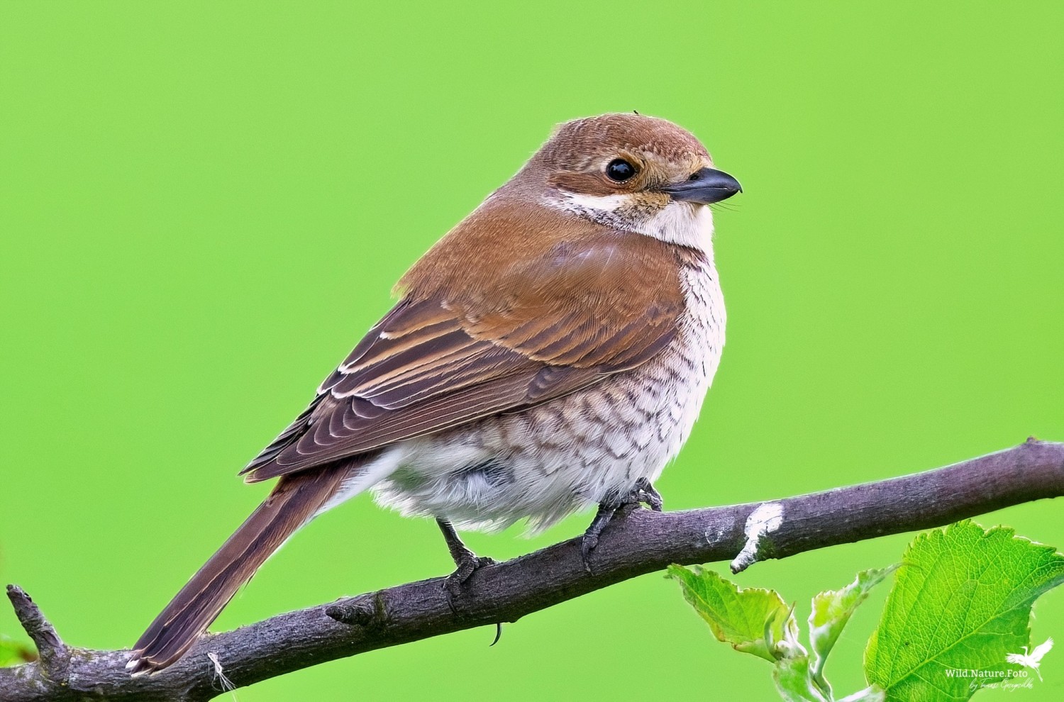 livebirdspoland_c71ded6bd52fe6928935c822bf53618c.jpg