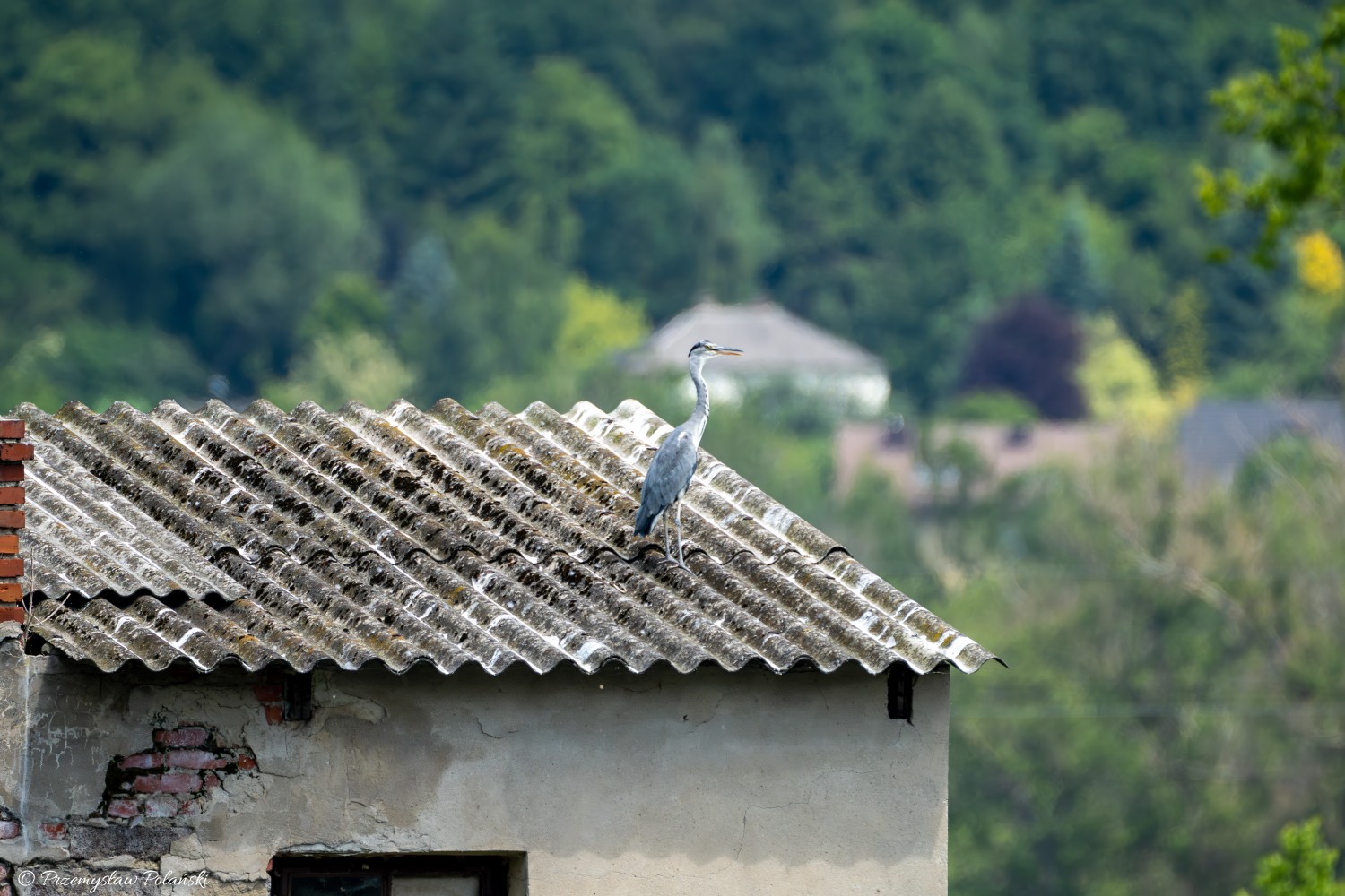 livebirdspoland_aee99594b88cae23d64297ecf83ee3ad.jpg