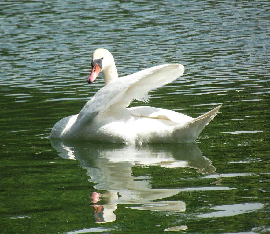 livebirdspoland_a887882356baeb19a15104c4bc5c0db3.jpg