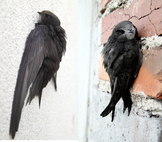 livebirdspoland_ba2e2fa998c3bf650cd699bc08ce223e.png