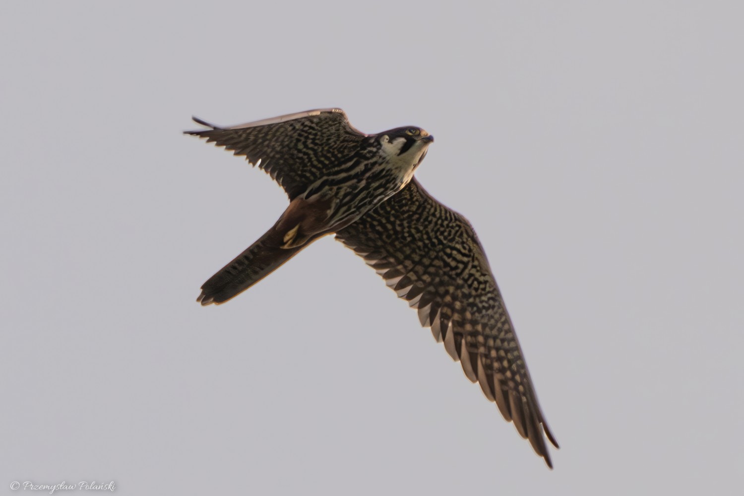 livebirdspoland_e36ef00bc322c8265be938efea9efcb6.jpg