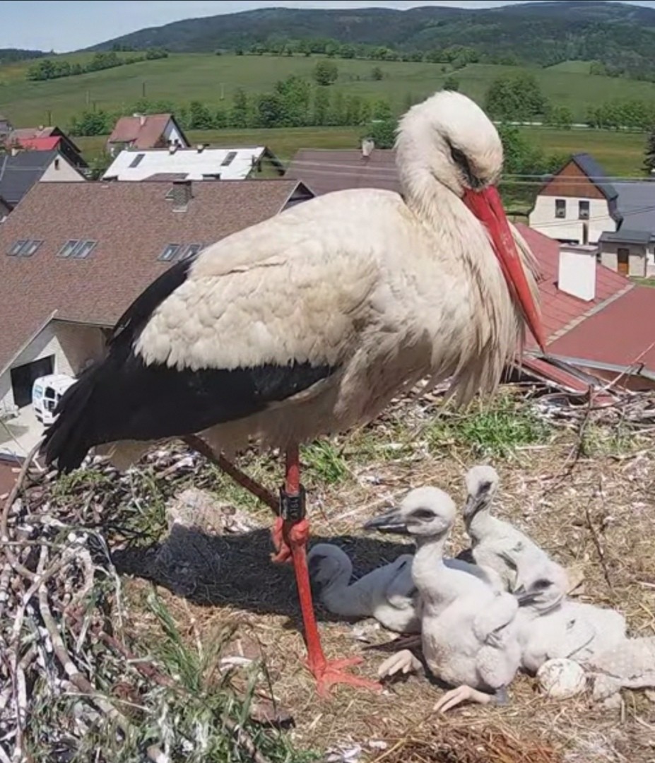 livebirdspoland_a3a78ee913c9b93cc88d9c03a0117834.jpg
