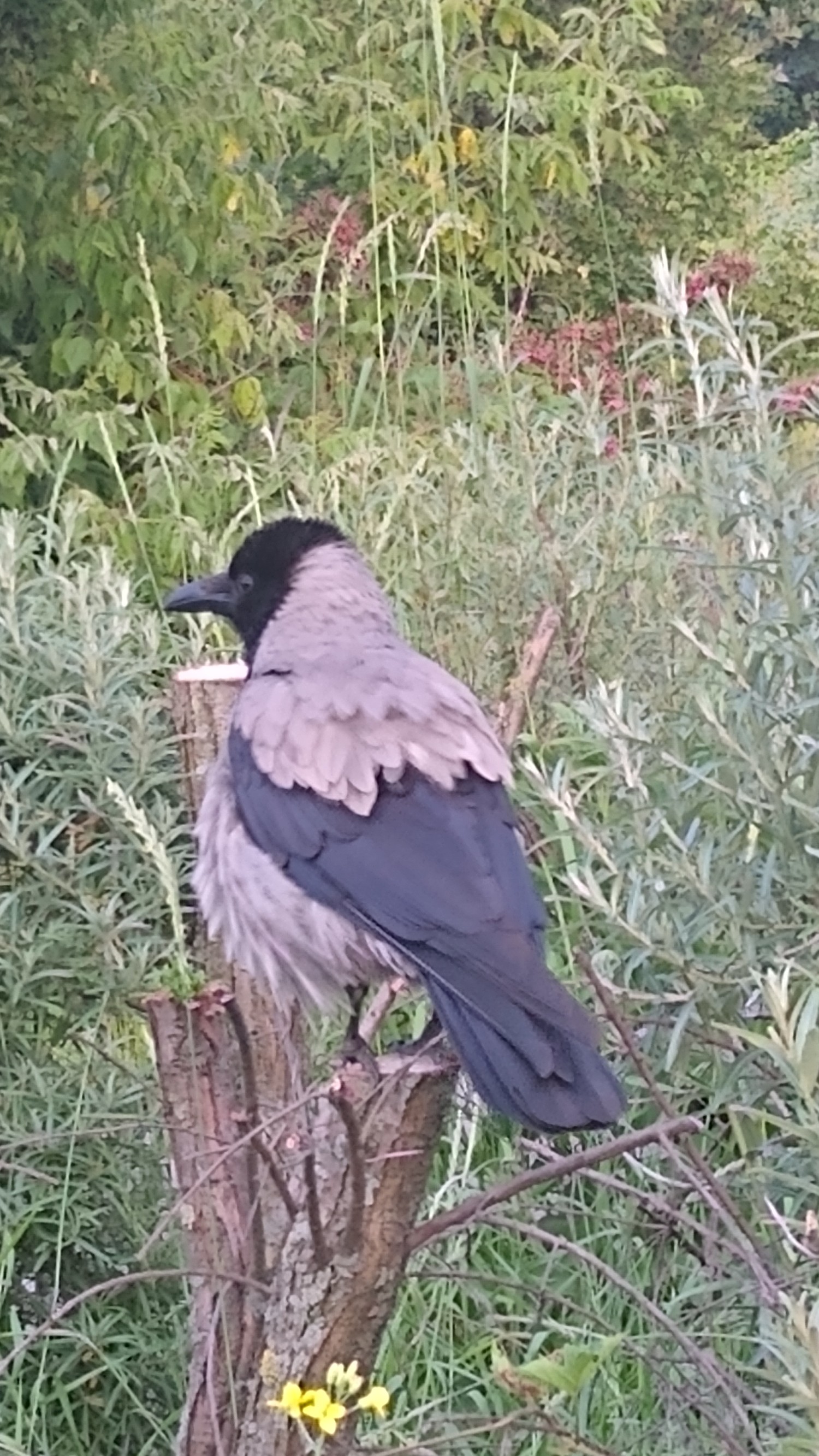 livebirdspoland_55969eec4d33654c6149226ee7d7e9ba.jpg
