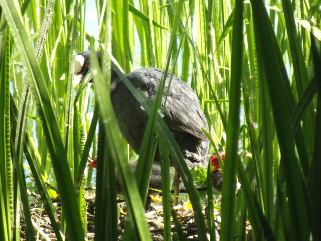 livebirdspoland_be2f139d0a8c800212ddad7564dd87de.jpg