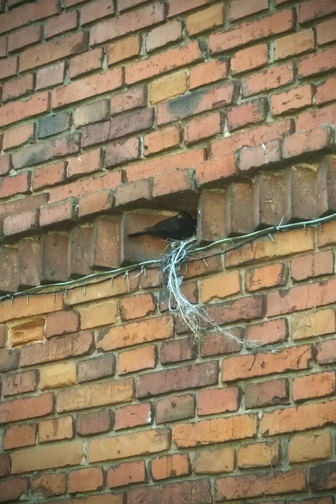 livebirdspoland_94ac755e1cb12c199ab70b20eaec446c.png