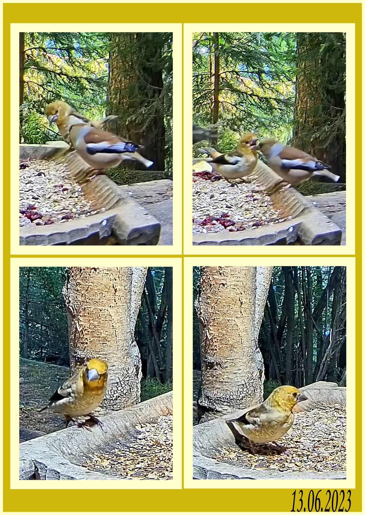 livebirdspoland_d4abcf0a7d8d4a1193e9b7a8f8649acf.jpg