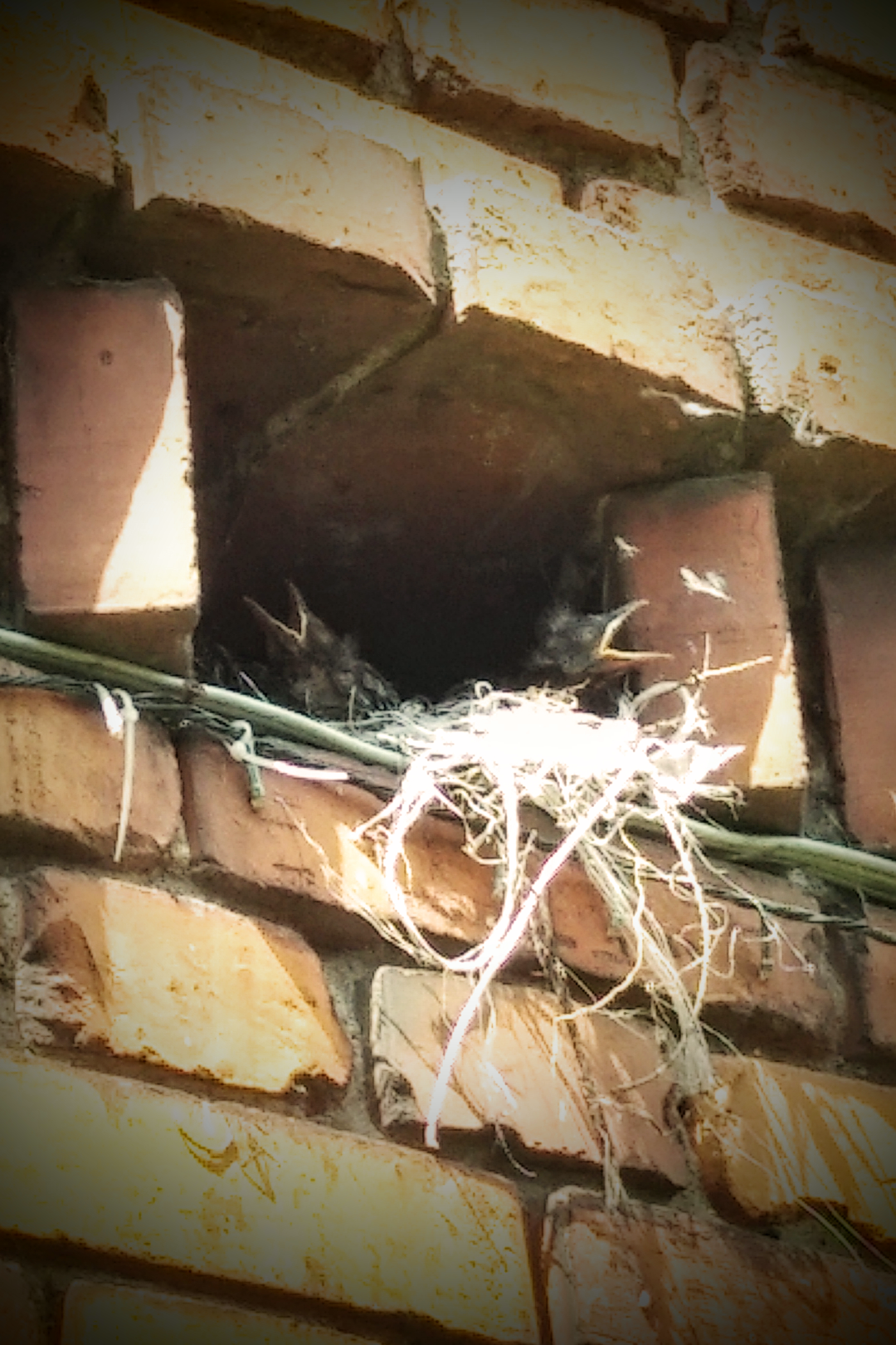 livebirdspoland_3b840149358412581e3aef72c7267f11.png