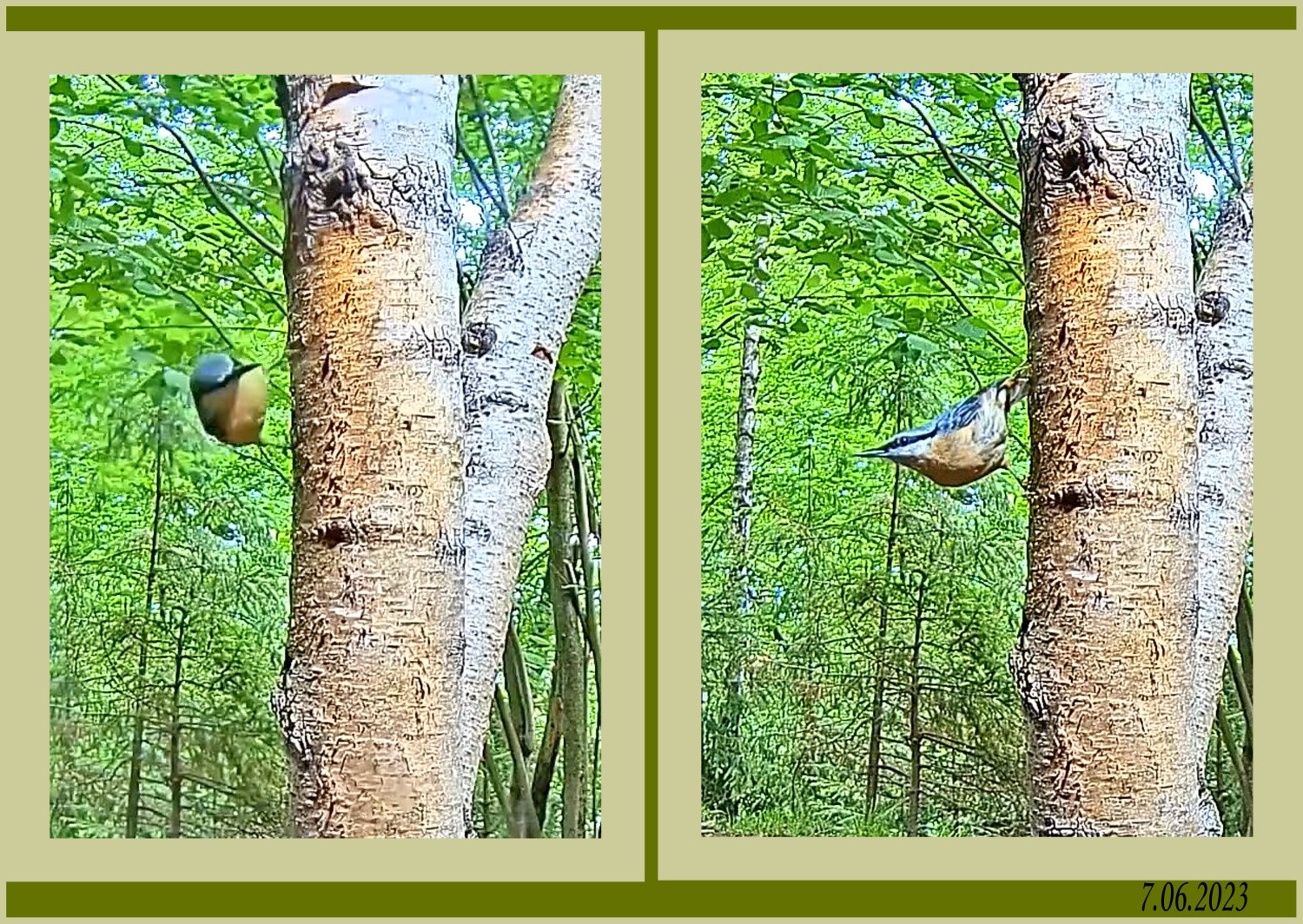 livebirdspoland_c08beffe607d2e00a4ce66e4fb9bc596.jpg