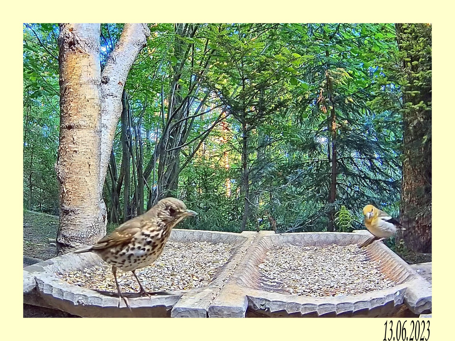 livebirdspoland_b246d74d2ccdd2467da3706d083d3ba2.jpg