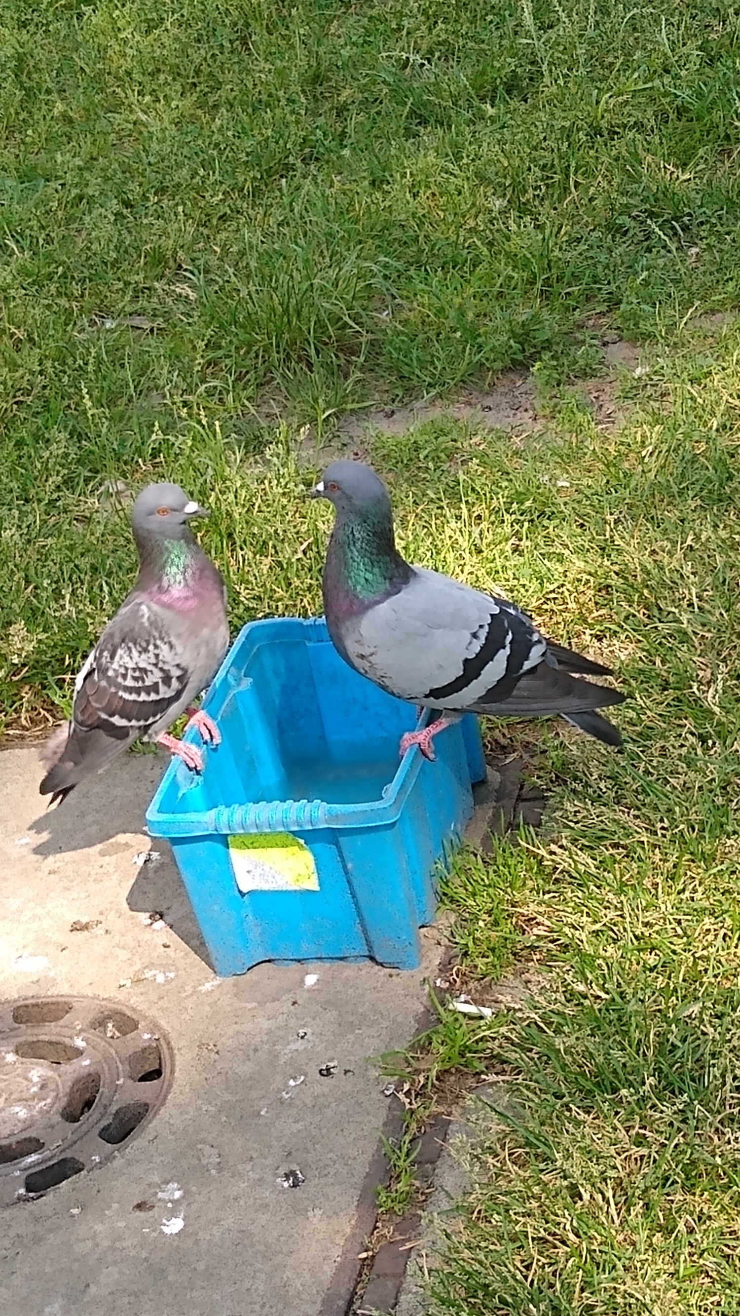 livebirdspoland_b3f6da93ee1ab21739f5cd3b72db918b.jpg