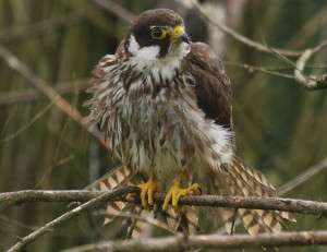 livebirdspoland_ffbeb8aab9c248d9079906febd6e6aa4.png