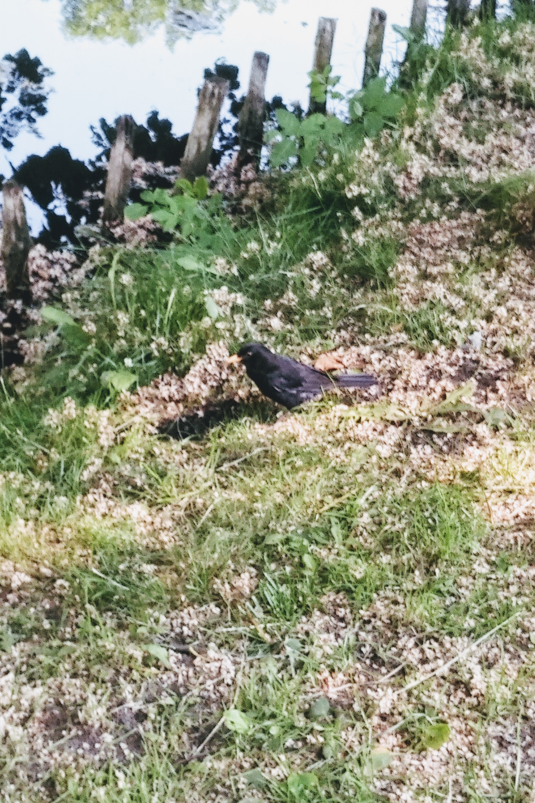 livebirdspoland_2e00970c0e9b57dd19147f8a24f889de.png