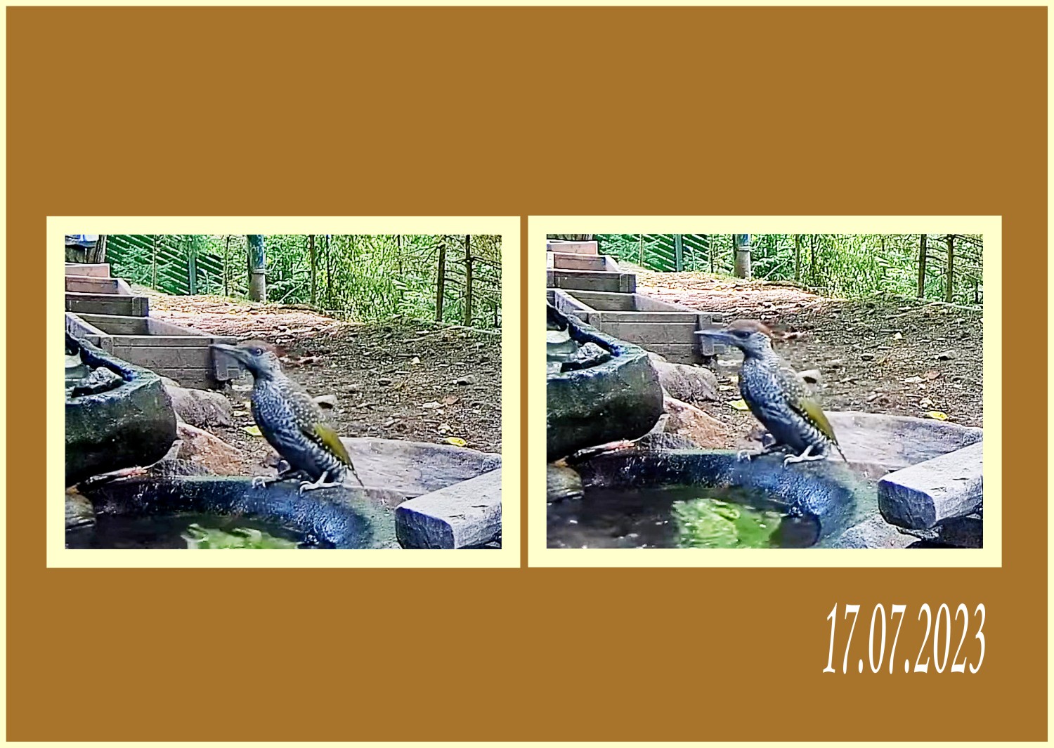 livebirdspoland_116148997a83f6dd9105a97883a4de05.jpg