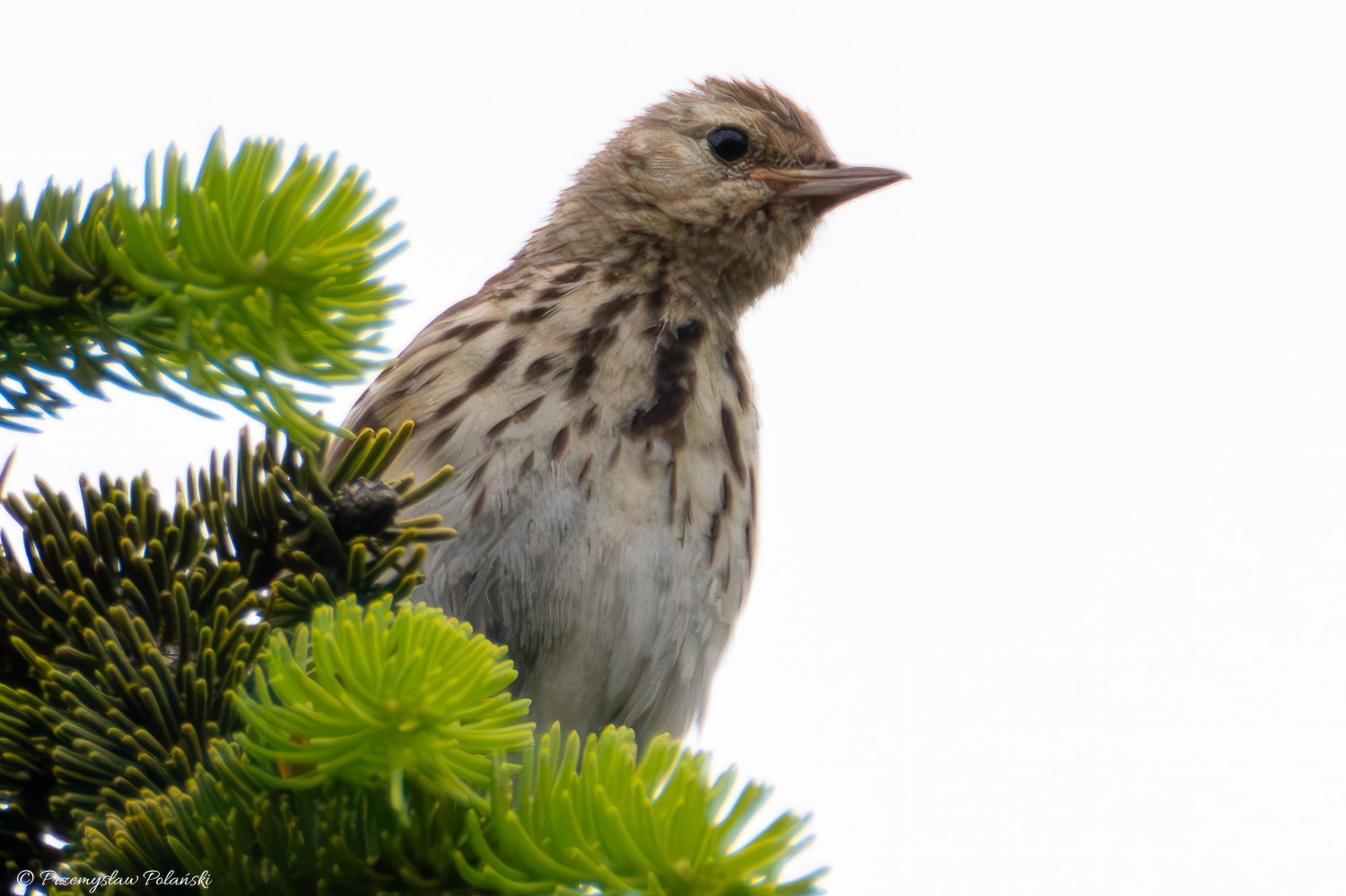 livebirdspoland_f898f1ac7d15b8762c74a81270a0e14e.jpg