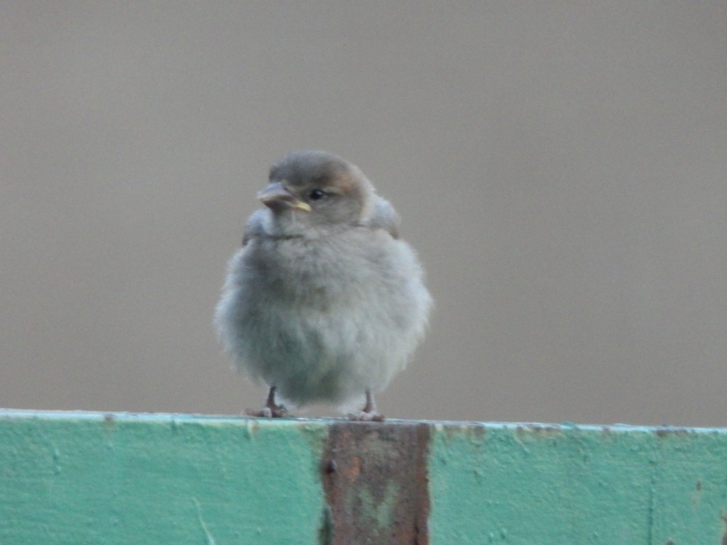 livebirdspoland_f7b9866d4b6111110f3146c5836148a8.jpg