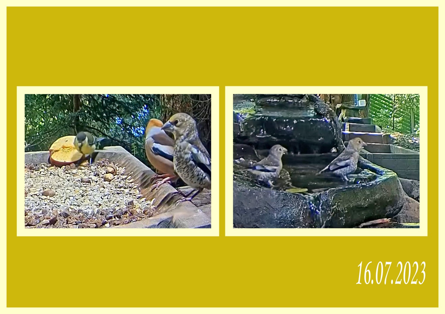 livebirdspoland_42fd20ba4a1d85528ccc4d1570708c48.jpg