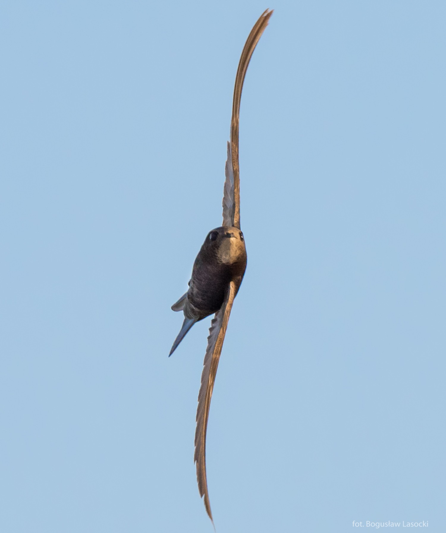 livebirdspoland_f1f7a889141d592bc18c8e8c13472c19.jpg