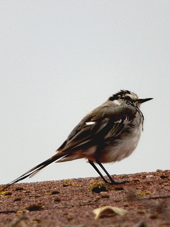 livebirdspoland_a9c2771de43981c4003df65f8270a607.jpg