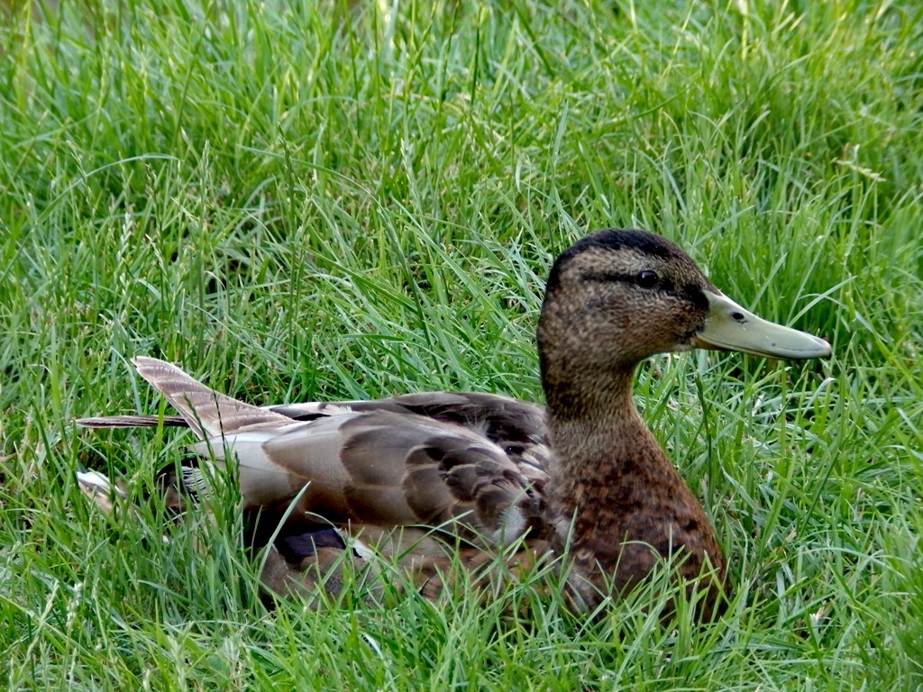 livebirdspoland_7cf2c7eb95dae78b3425c6f1ccb4066a.jpg