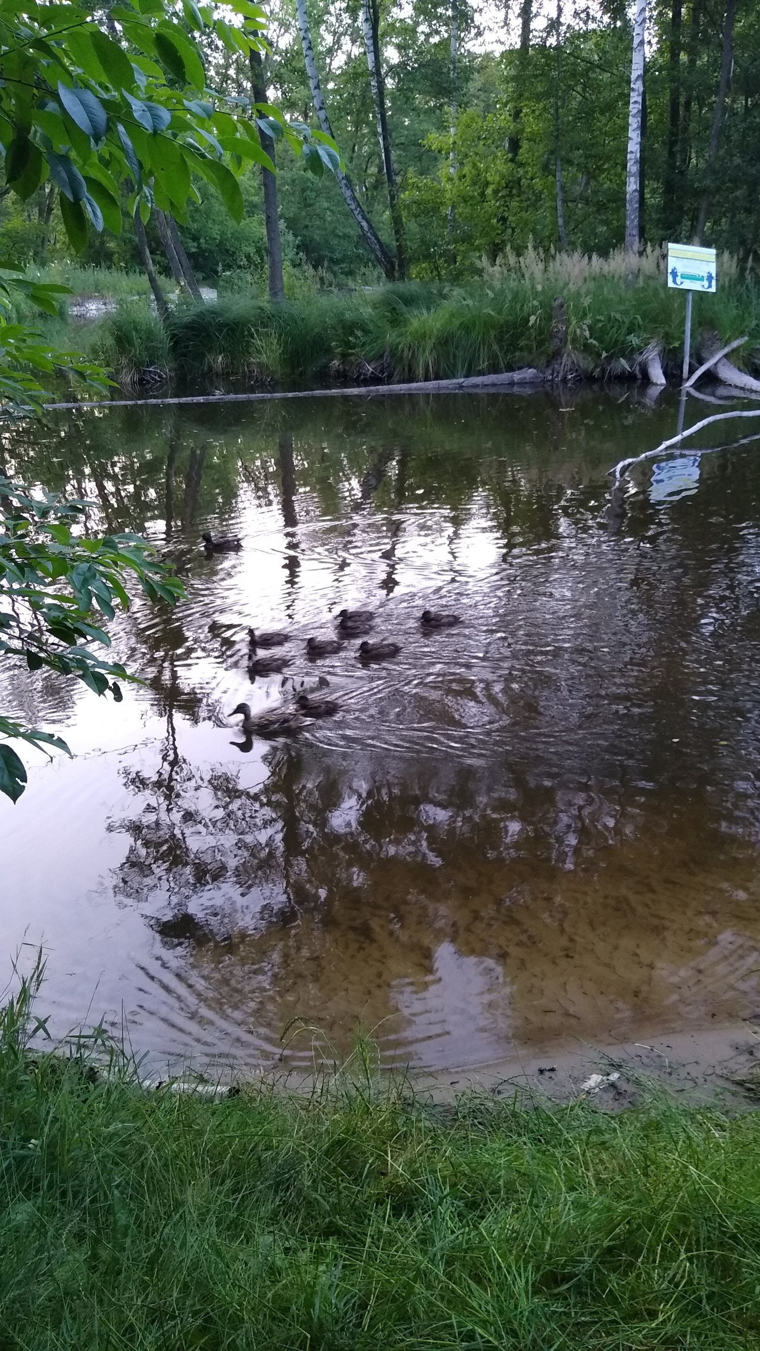 livebirdspoland_0064dd1ccc66de5181f747bed2310a71.jpg