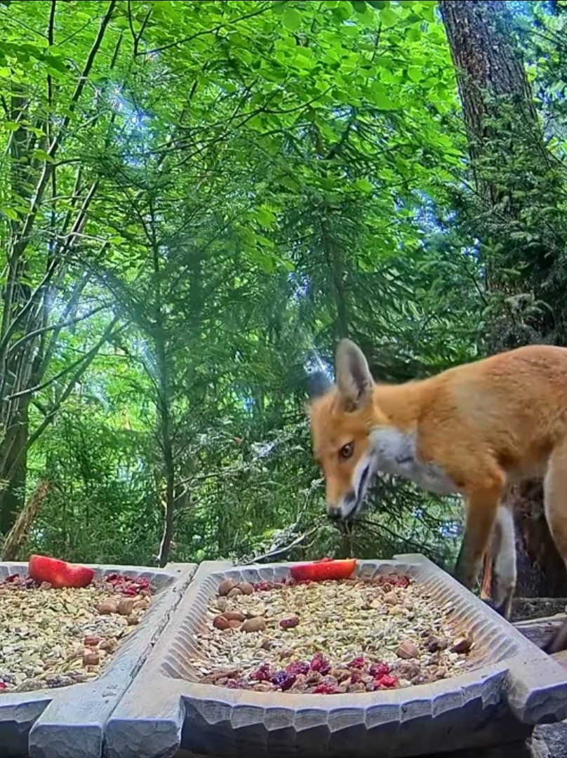 livebirdspoland_53033b1baee7872ca0b4b299ffa80408.jpg