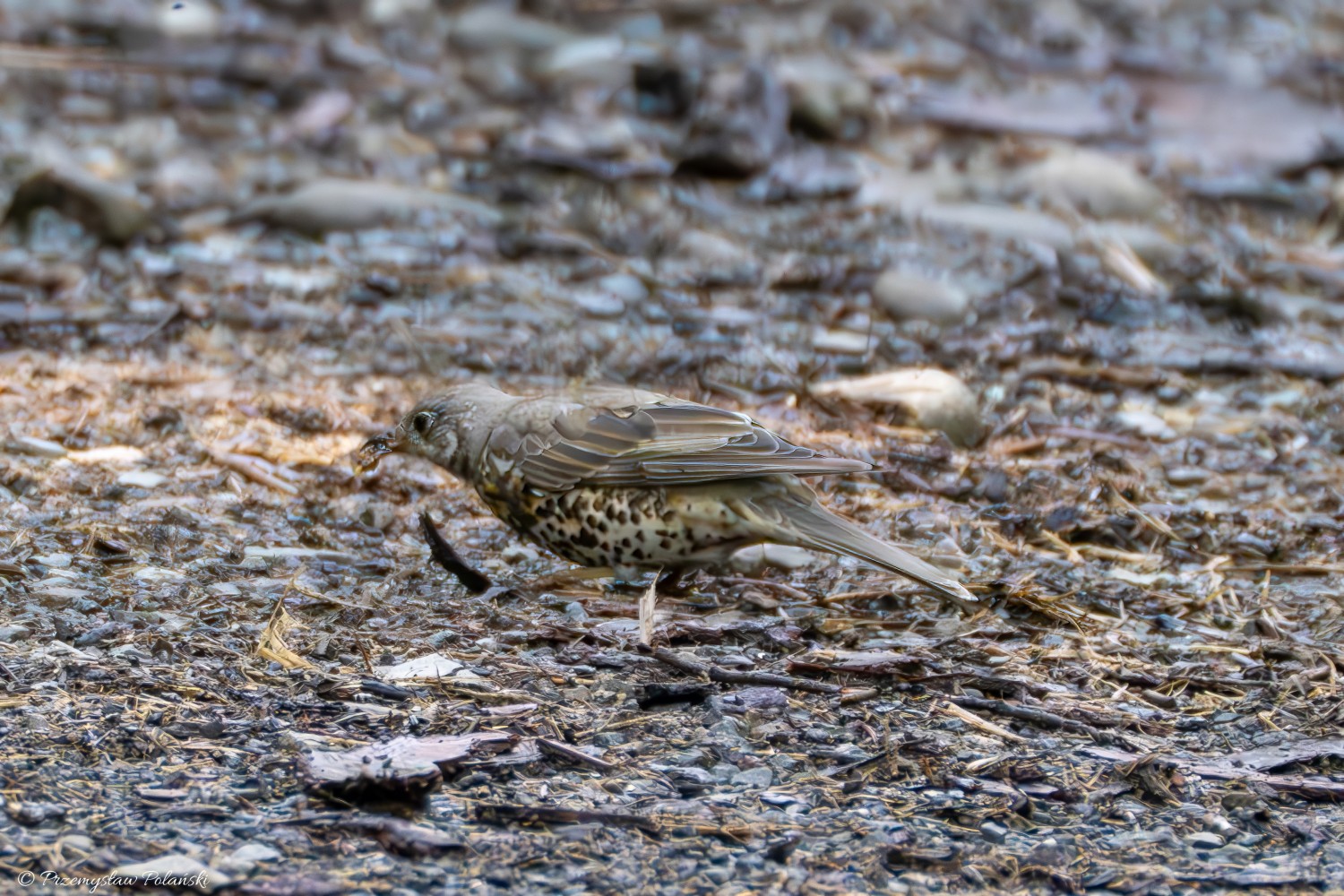 livebirdspoland_63d0123ebe6f7606b1af80b3bad2c81f.jpg