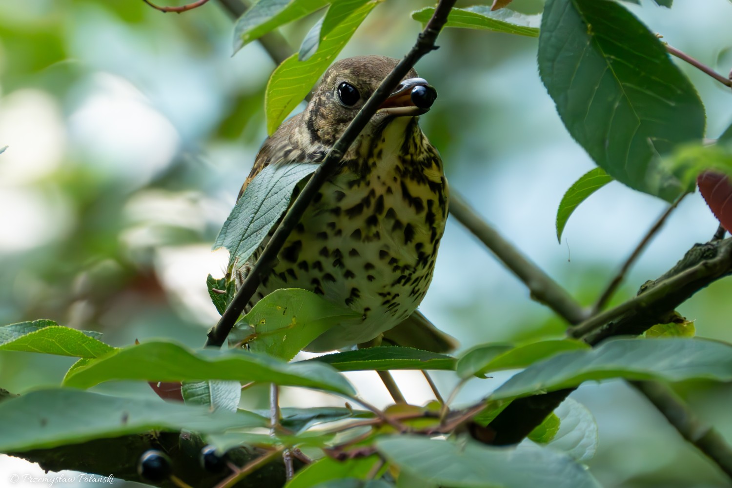 livebirdspoland_25bb36a6eb5c6ca4f42b249c298f6c26.jpg