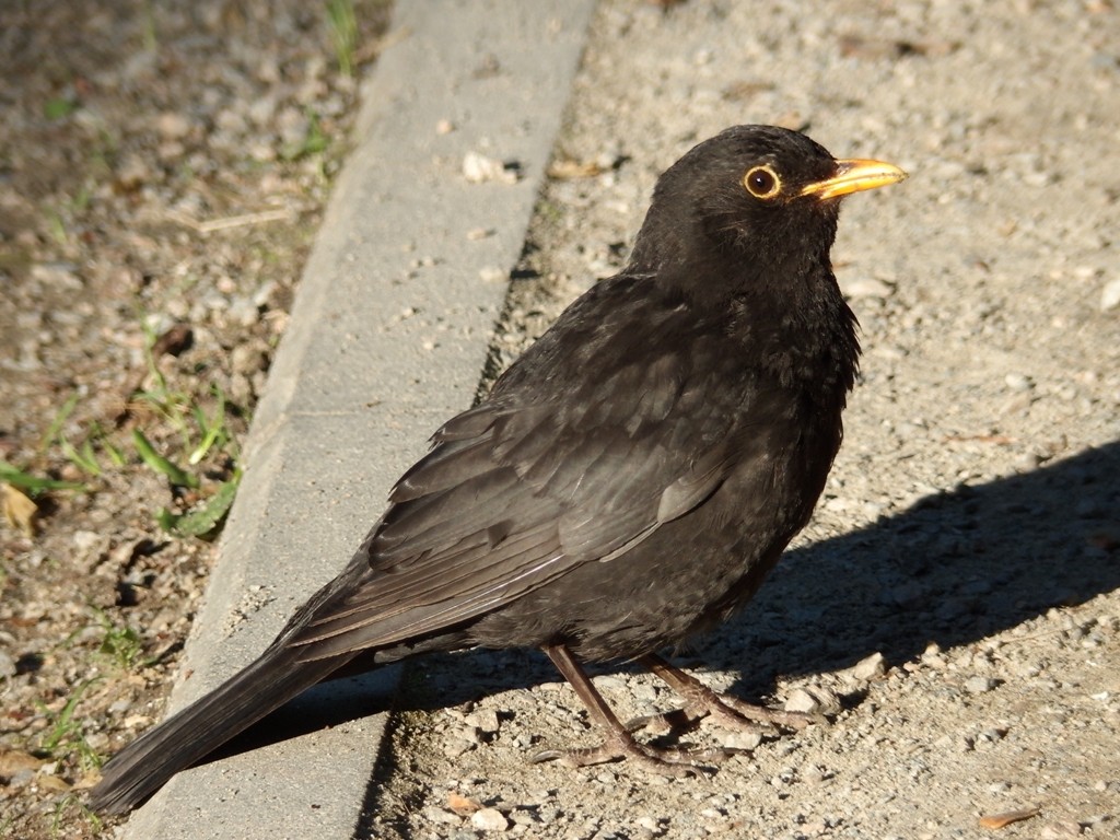 livebirdspoland_727d2198f12dc262dd6da92ab4a2a80b.jpg