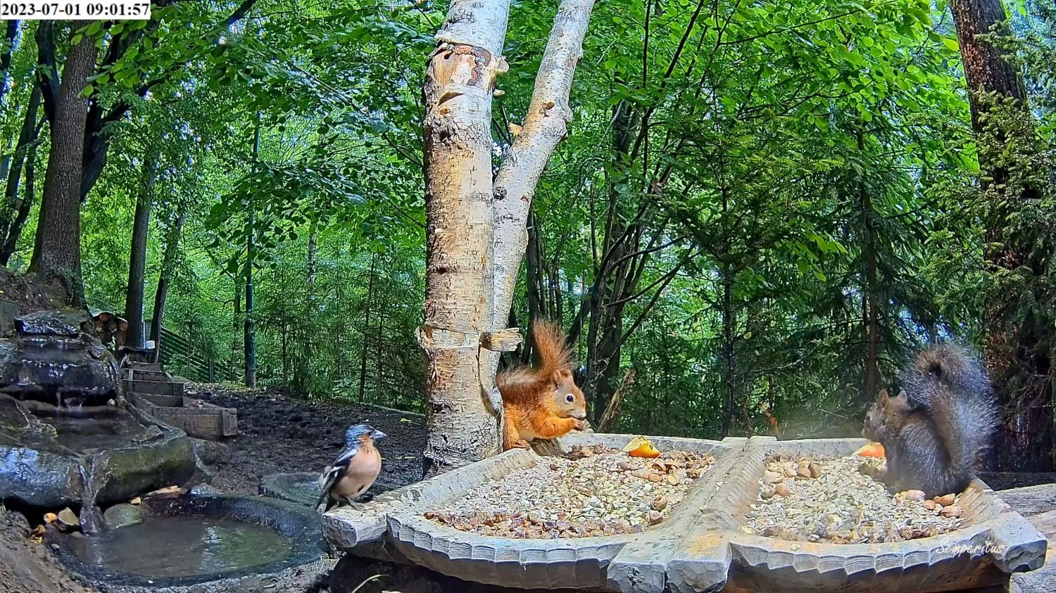 livebirdspoland_5ff600887a1126e41a4eea95b5b452dc.jpg