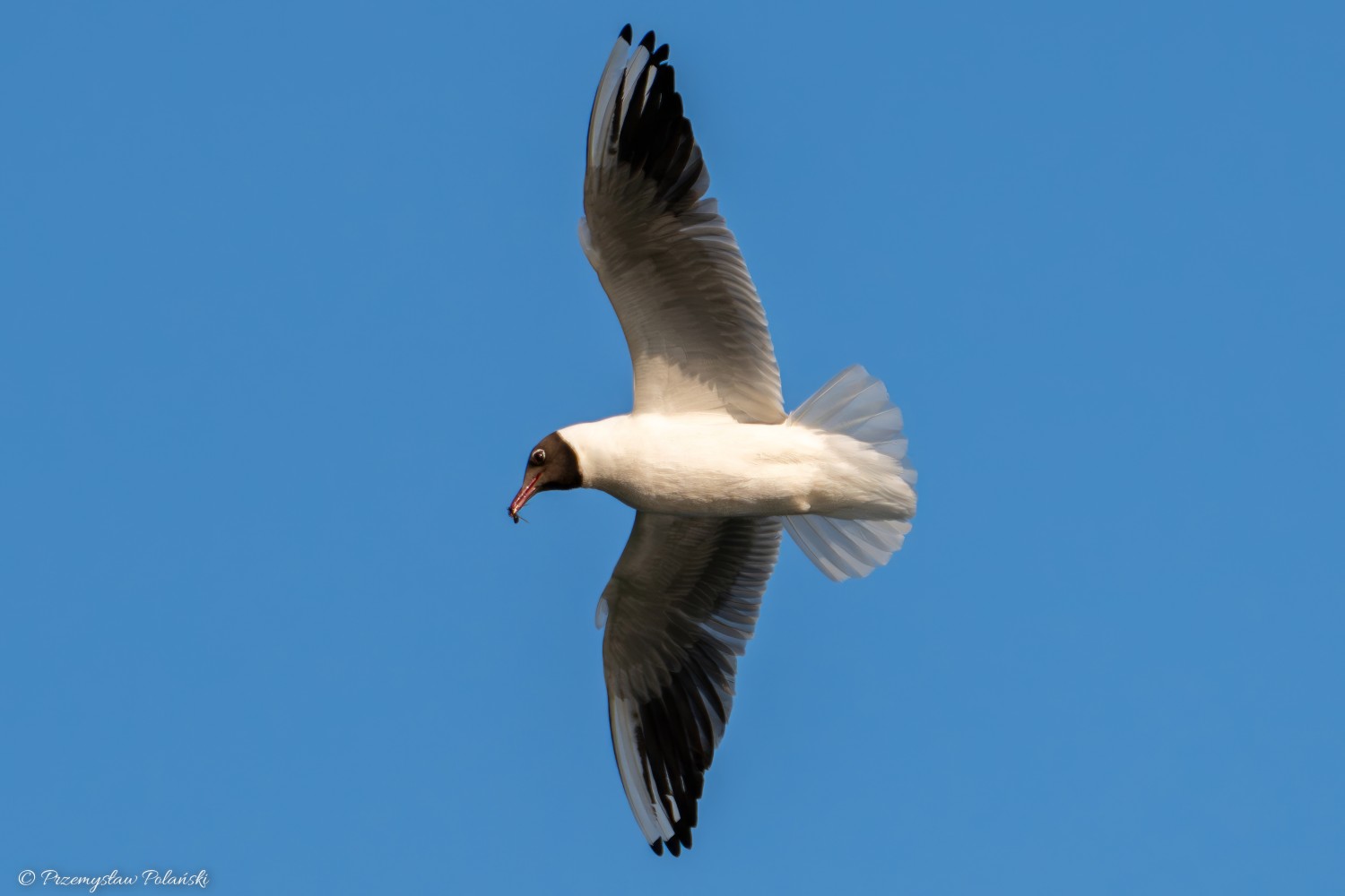livebirdspoland_0dbccecdcc98a87f814ec66f275f92d2.jpg