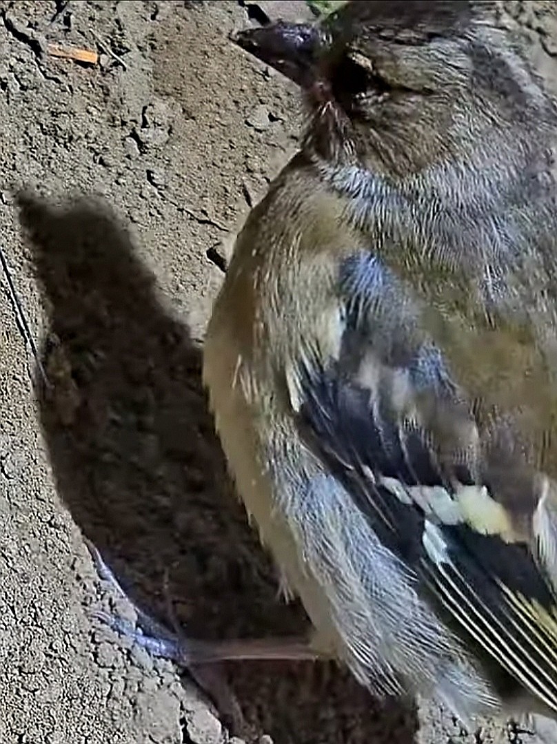 livebirdspoland_1d750bed09cbeaf6d03e2b70f4f90c77.jpg